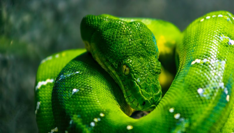 The photo is a handheld shot with my canon 5D mark iii using the canon 75-300 f5.6 lens. This snake is actually behind a glass window which made it hard to photograph. I had to position myself multiple times before i could get a decent shot without the reflections on the glass. Another interesting aspect of the photo is that these are pretty lazy creature in captivity at least there fore i had to wait a long time for the snake to lift it's head just enough for me to capture the shot. 